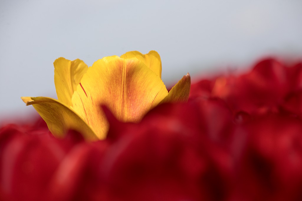 tulp tulpen tulipa natuur hdr tulpenbol liliaceae flora bloem bloemen voorjaar lente tulpenfestival keukenhof festival